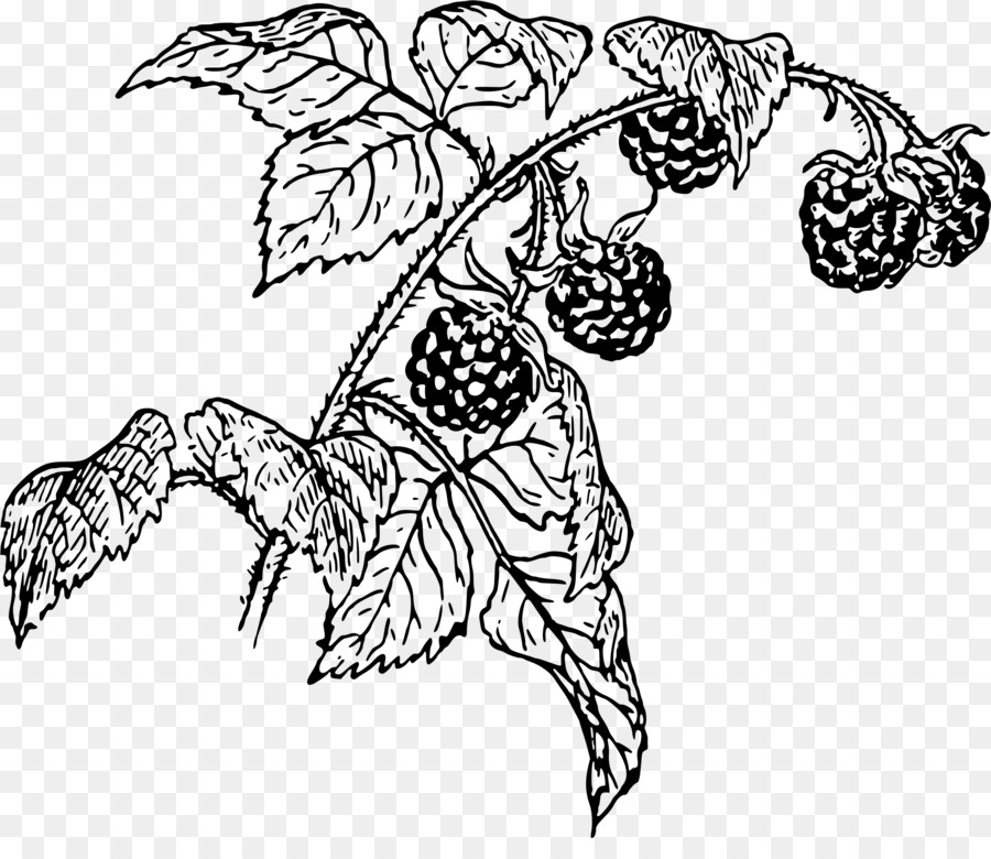 900x780 Drawing, Sketch, Leaf, Transparent Png Image Clipart Free Download - Raspberry Drawing