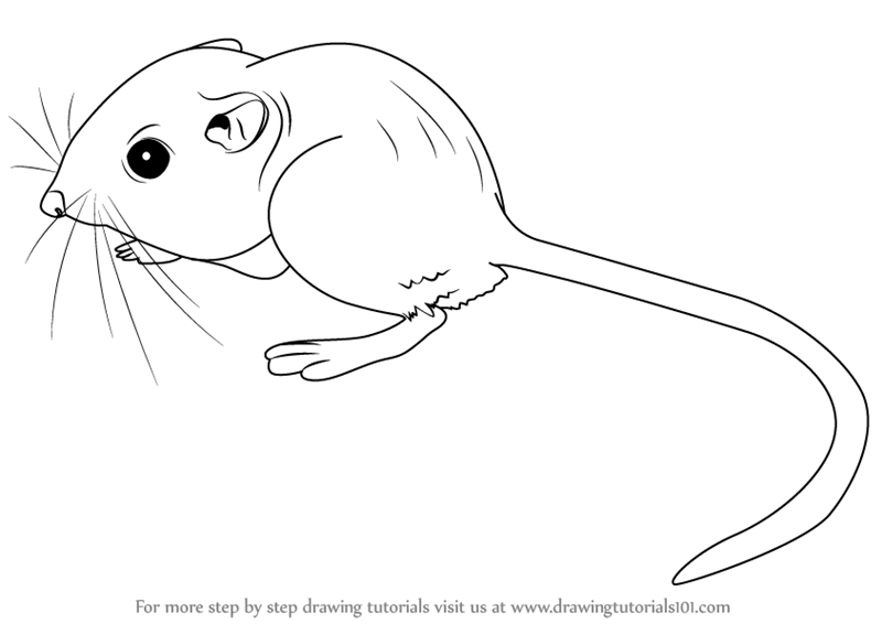 800x566 Learn How To Draw A Kangaroo Rat - Rat Drawing