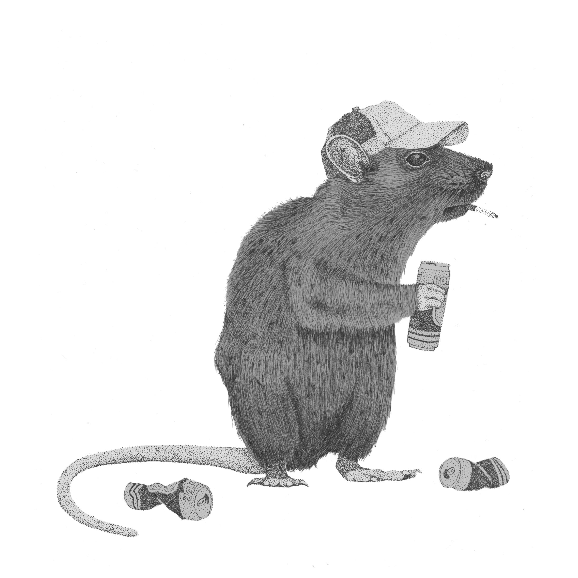 Наглая мышь