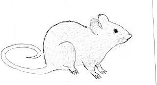 320x174 Sustainability Rat Drawing - Rat Drawing