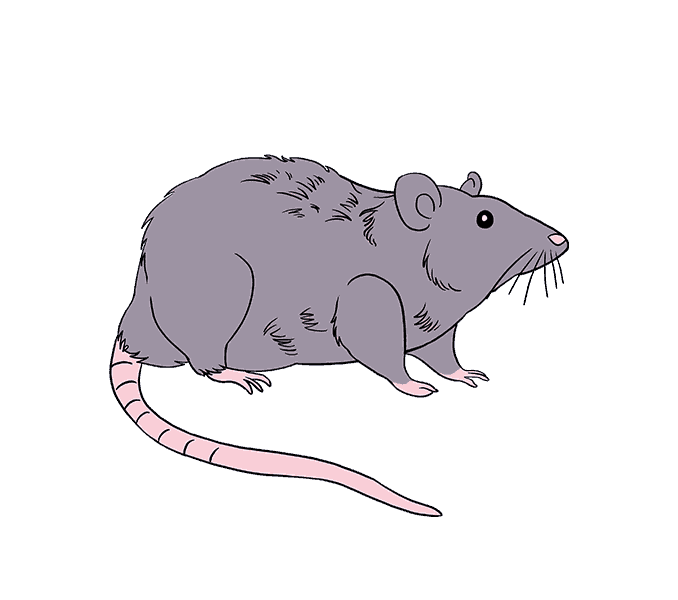 20+ Fantastic Ideas Cute Rat Drawing Tumblr - Lee Dii