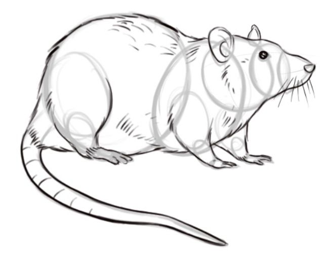 640x501 drawing a rat artwork drawing in art inspiration - Rat Drawing Images