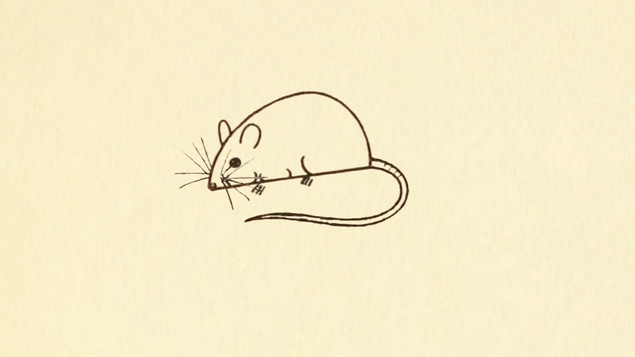 1280x720 how to draw simple rat - Rat Drawing Images