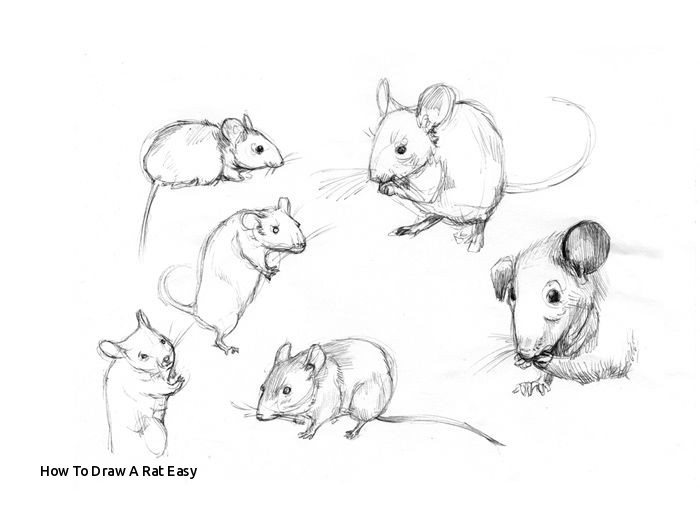700x520 how to draw a rat easy best animals mice images - Rat Drawing Images