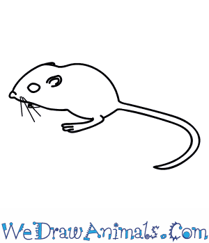 300x350 how to draw a kangaroo rat - Rat Drawing Images