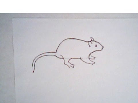 480x360 how to draw a rat - Rat Drawing Images