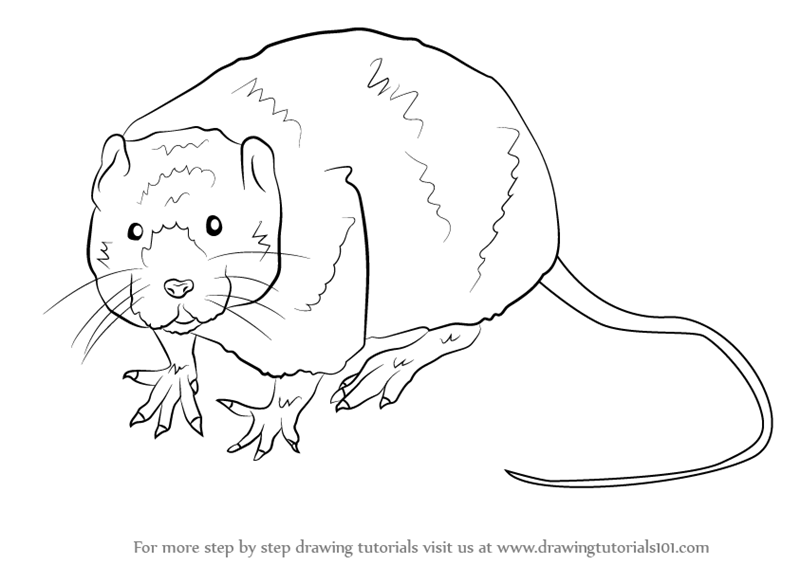 800x565 learn how to draw a water rat - Rat Drawing Images