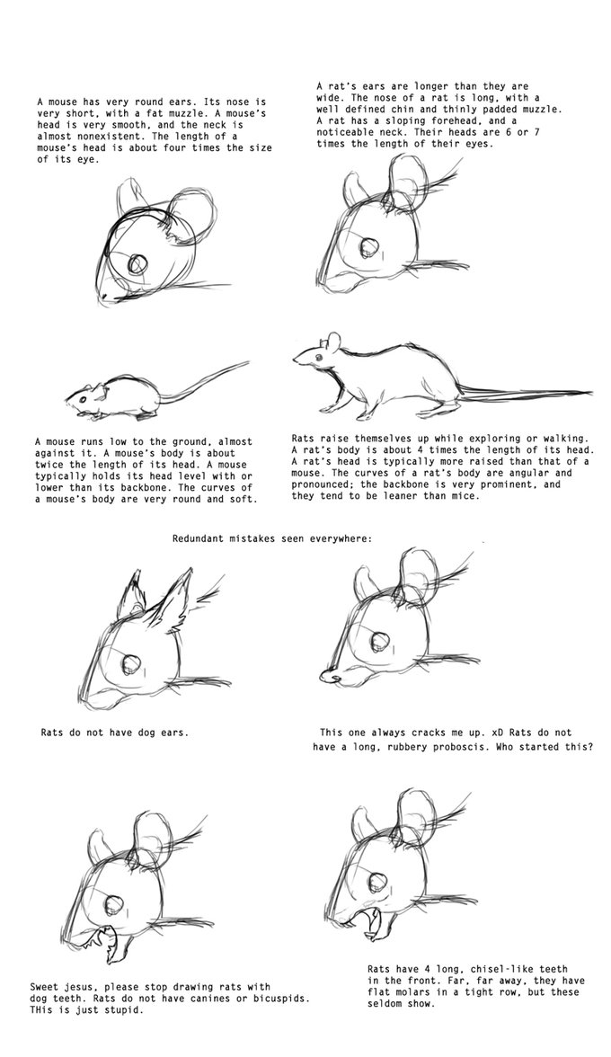 680x1176 rat drawing easy drawing rats some pointersdeskleaves - Rat Drawing Images
