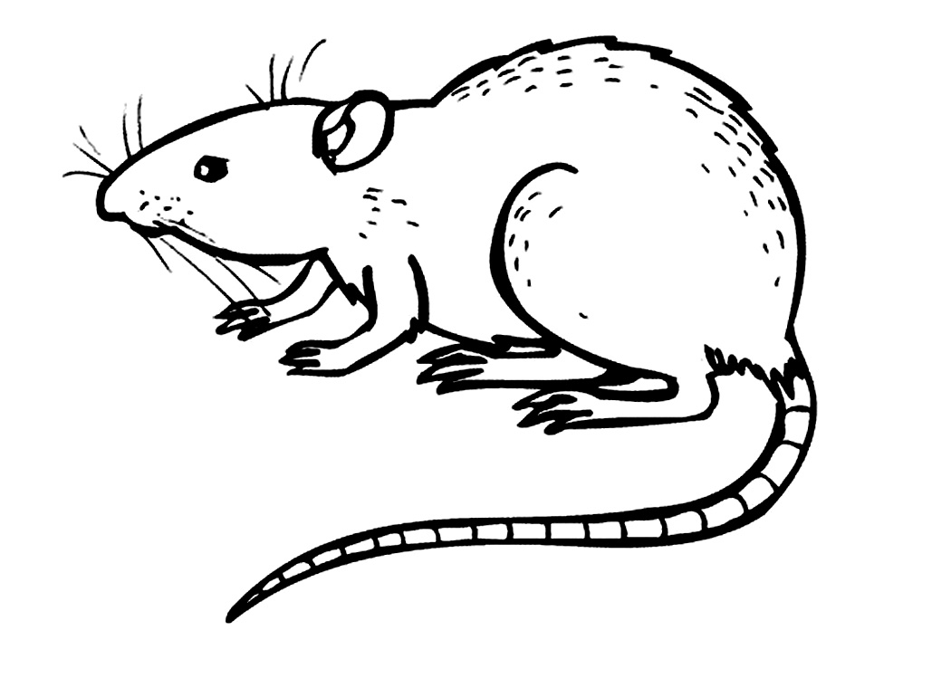 Trending Rat Drawing Easy Diary Drawing Images