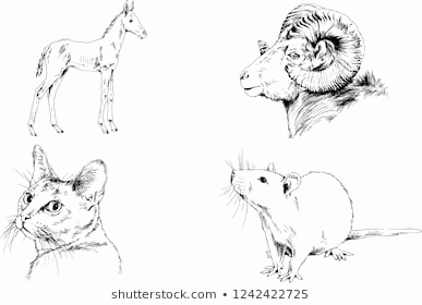 387x280 sketch of a rat beautiful rat drawing - Rat Drawing Images
