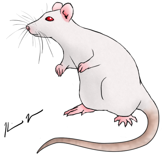 643x609 collection of free drawing picture rat download on ui ex - Rat Drawing Images