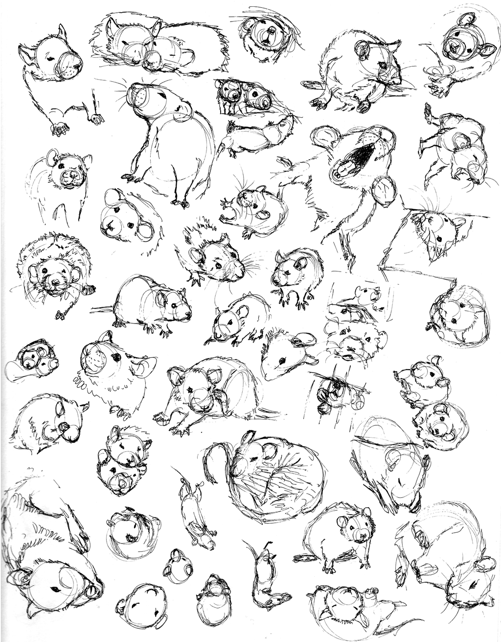1024x1310 Rat Sketch Practice - Rat Face Drawing