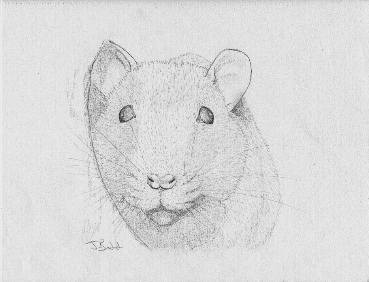 Rat Face Drawing at Explore collection of Rat Face