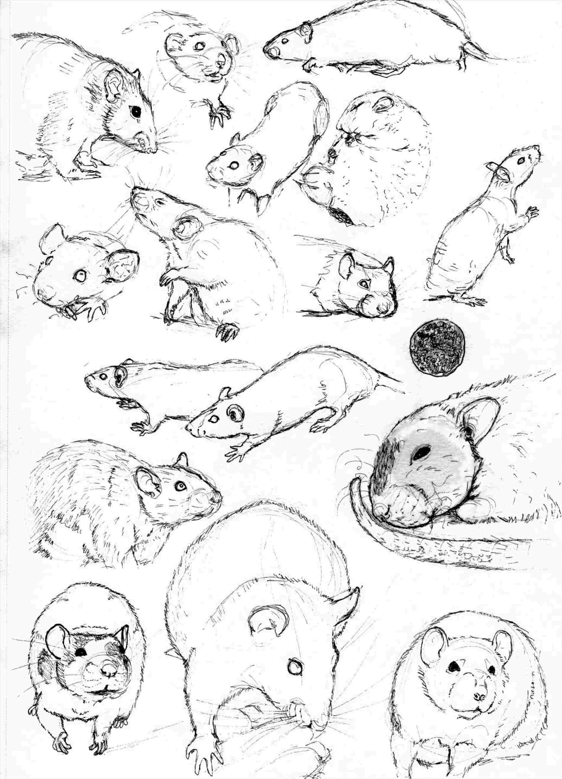 1899x2631 rat rat face drawing sketch practice - Rat Face Drawing