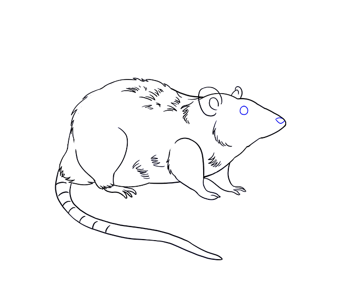 678x600 Collection Of Free Mole Drawing Rat Download On Ui Ex - Rat Face Drawing