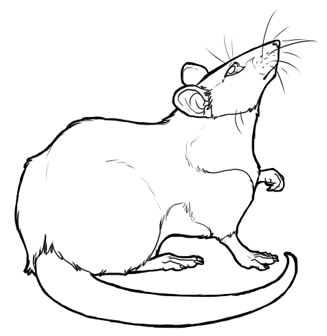 476x488 Free Rat Lineart - Rat Line Drawing