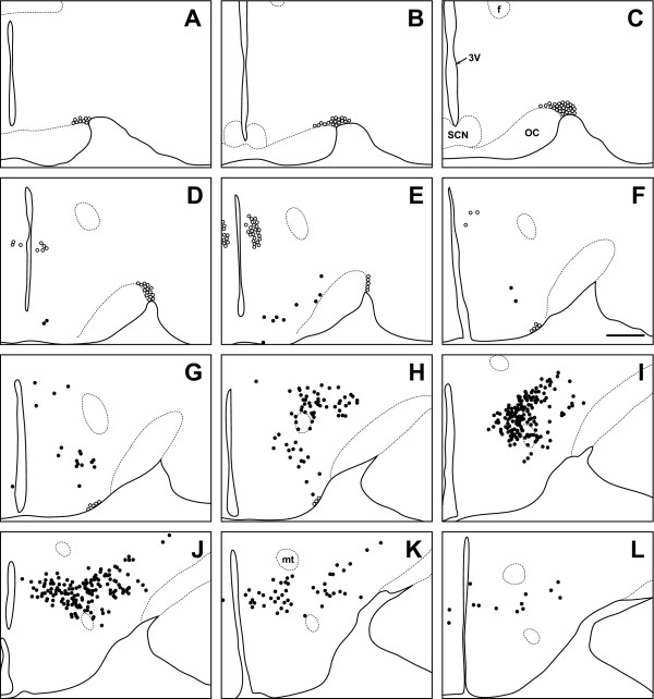 600x642 Grass Rat Line Drawing Of Every Section Through The Region - Rat Line Drawing