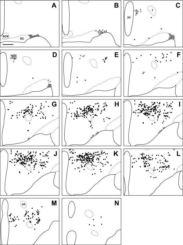 600x805 Long Evans Rat Line Drawing Of Every Section Through - Rat Line Drawing