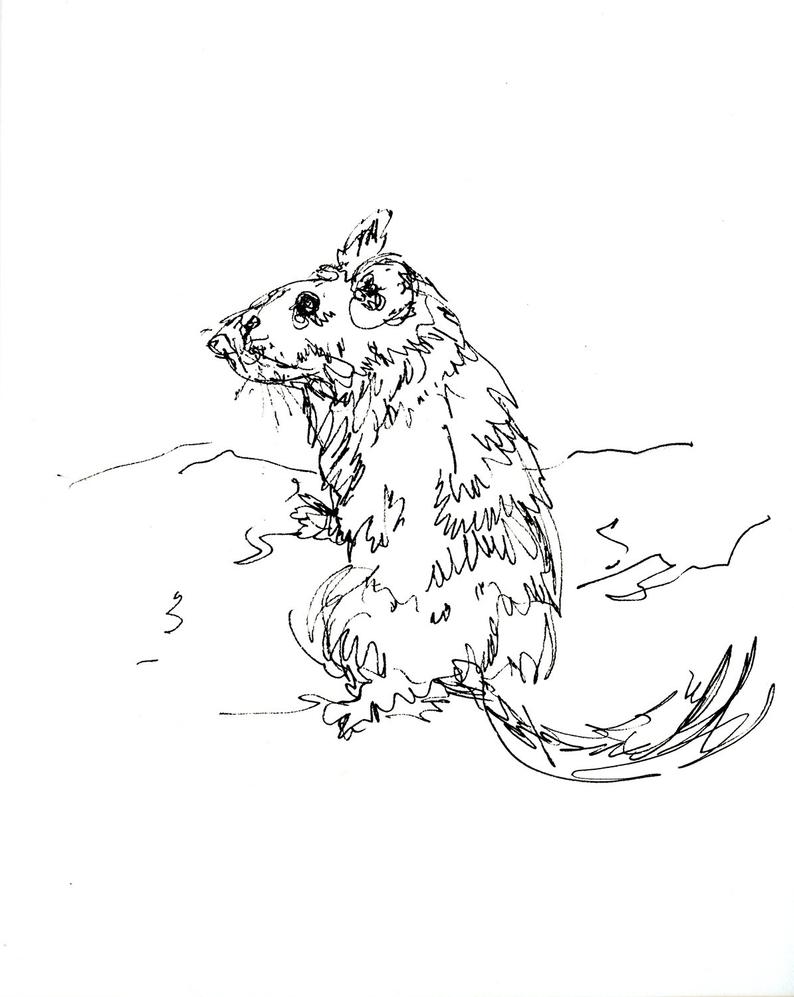 794x997 Sketchbook Sale Bushy Tailed Wood Rat Original Ink Line Etsy - Rat Line Drawing