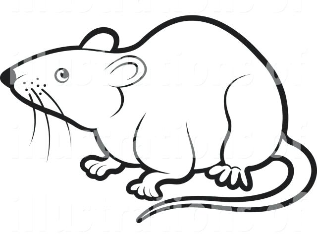 Rat Line Drawing at PaintingValley.com | Explore collection of Rat Line