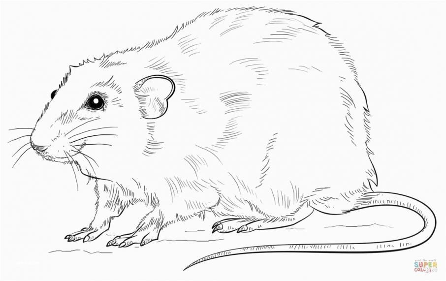 906x571 Elegant Lab Rat Coloring Pages - Rat Outline Drawing