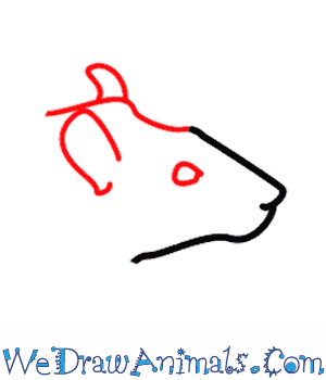 300x350 How To Draw A Rat - Rat Outline Drawing