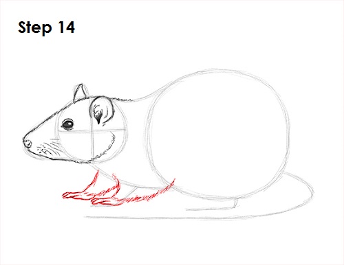 500x386 How To Draw A Rat - Rat Outline Drawing