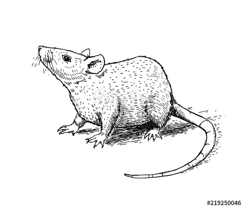 500x427 Illustration With A Mouse Or Rat Ink Drawing Can Be Printed - Rat Outline Drawing