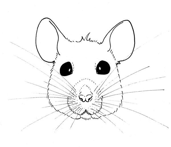 Rat Outline Drawing at PaintingValley.com | Explore collection of Rat