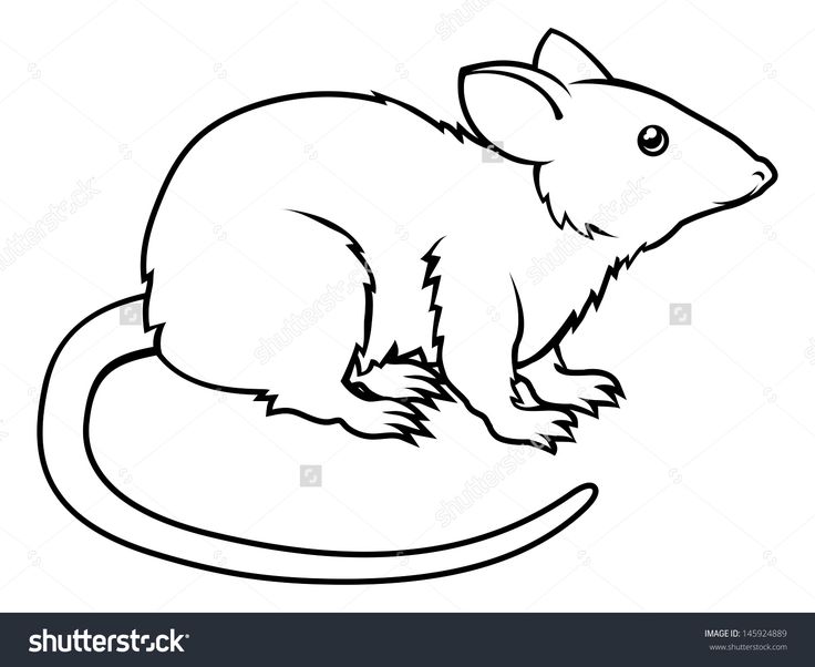 736x602 Rat Outline Clipart - Rat Outline Drawing