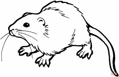 474x308 rat outline drawing gtgt - Rat Outline Drawing