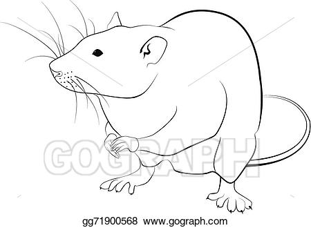 Rat Outline Drawing at PaintingValley.com | Explore collection of Rat