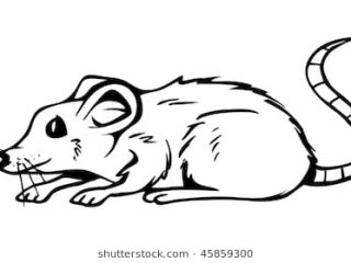 320x240 rat outline images rat outline images stock photos vectors - Rat Outline Drawing
