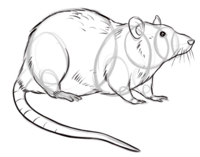 Rat Outline Drawing at Explore collection of Rat