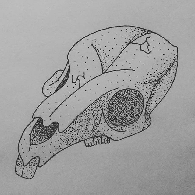 Rat Skull Drawing at PaintingValley.com | Explore collection of Rat ...