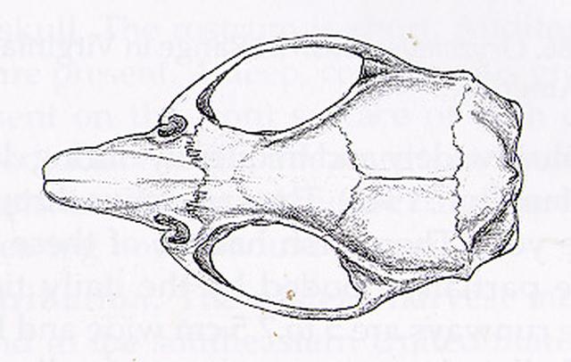 640x406 oryzomys palustris skull image marsh rice rat - Rat Skull Drawing