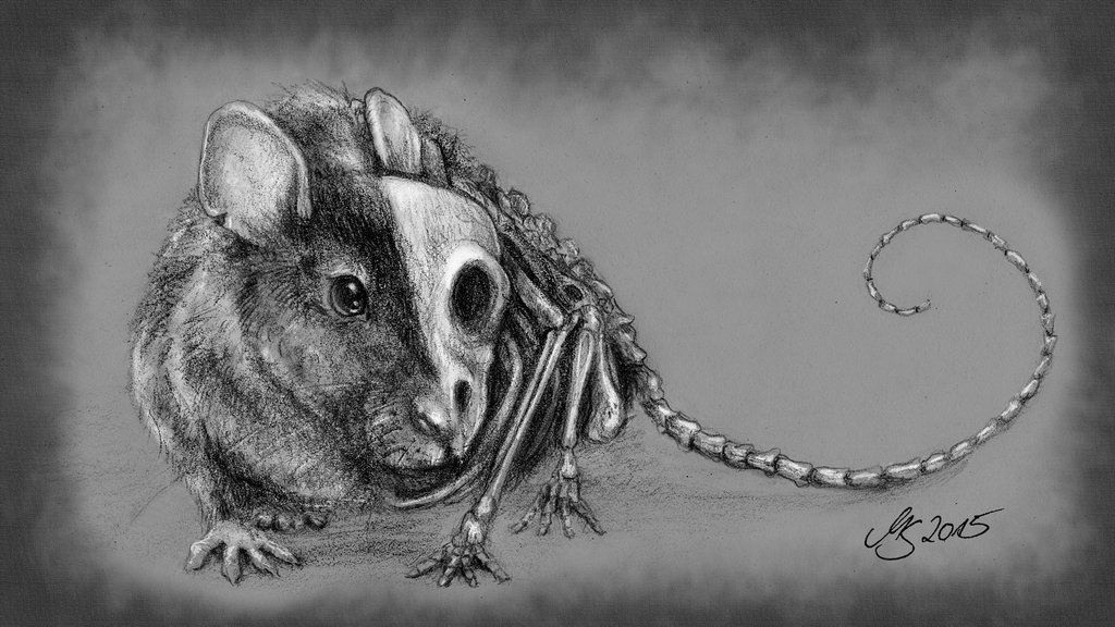 1024x576 Rat - Rat Skull Drawing