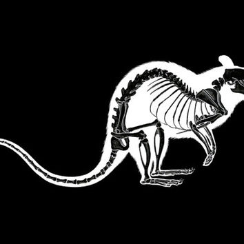 354x354 rat skeleton art print limited edition from misskatielancaster - Rat Skull Drawing