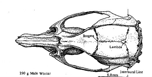 522x265 Rat Skull Landmarks - Rat Skull Drawing