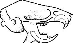 237x139 Rat Teeth - Rat Skull Drawing