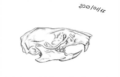 391x250 Rat Skull - Rat Skull Drawing