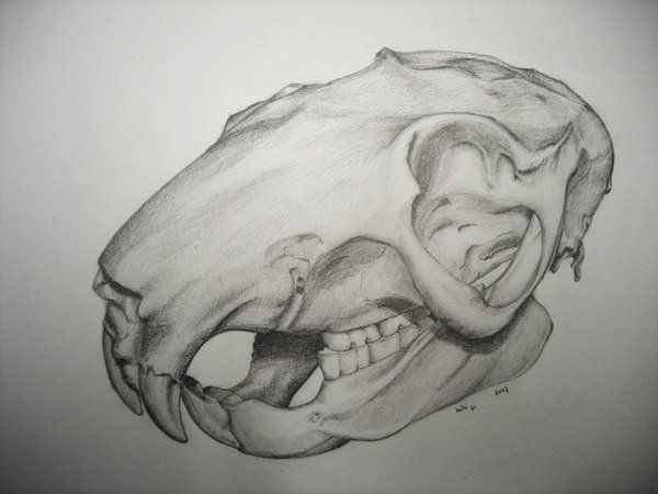 600x450 Rat Skull - Rat Skull Drawing
