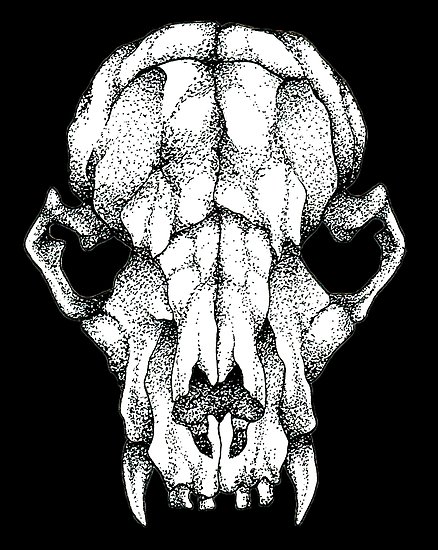438x550 Rat Skull Drawing - Rat Skull Drawing