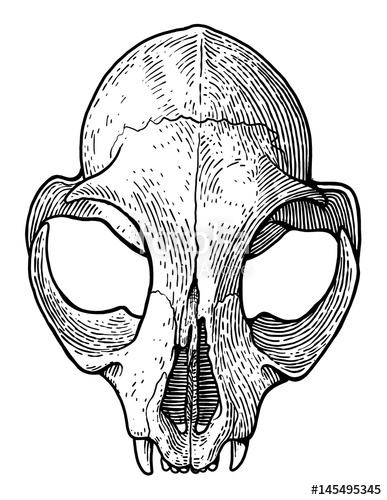 387x500 Cat Skull Illustration, Drawing, Engraving, Ink, Line Art, Vector - Rat Skull Drawing