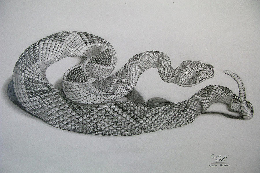 900x600 diamondback drawing - Rattlesnake Drawing