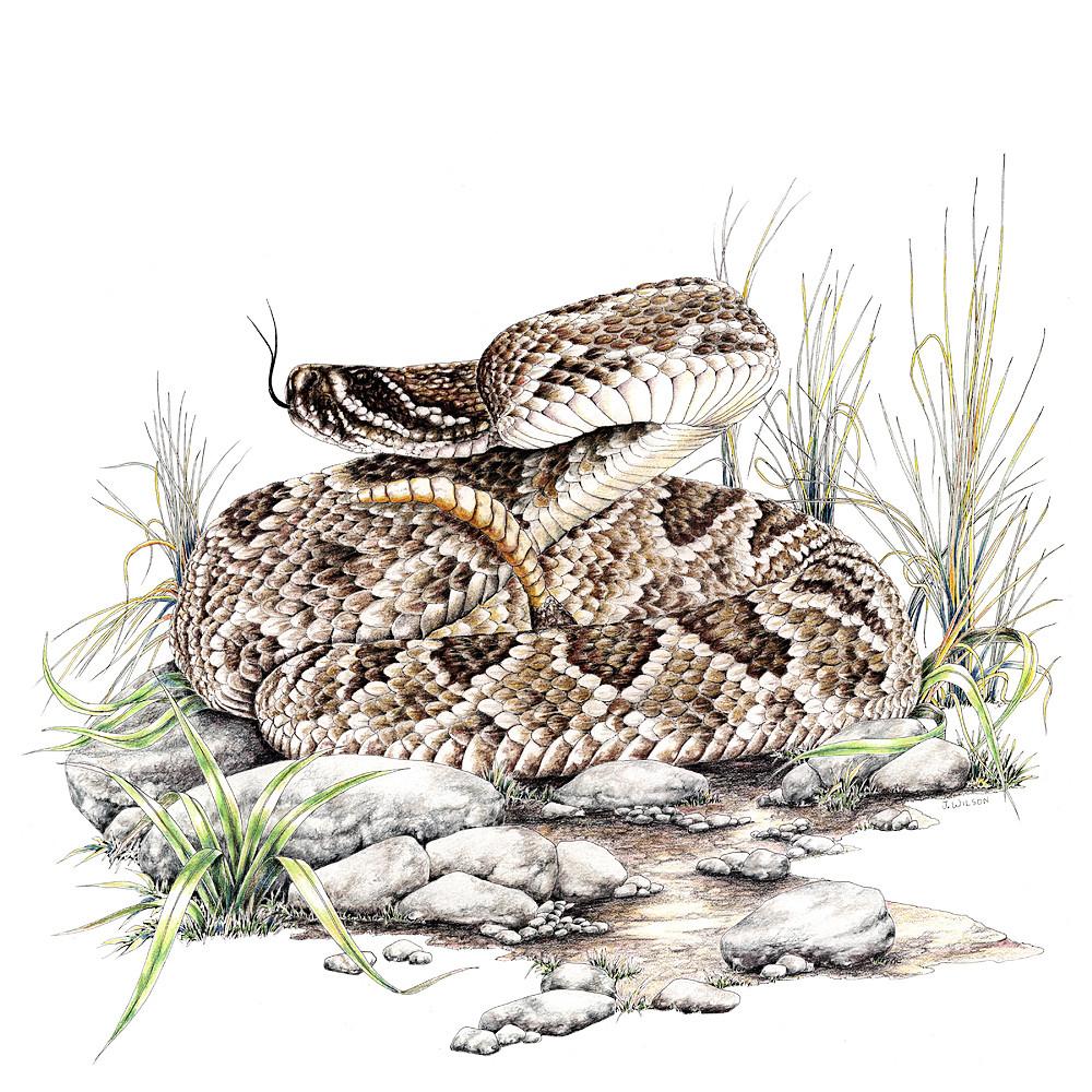 1000x1000 diamondback rattlesnake limited edition print wildlife drawings - Rattlesnake Drawing
