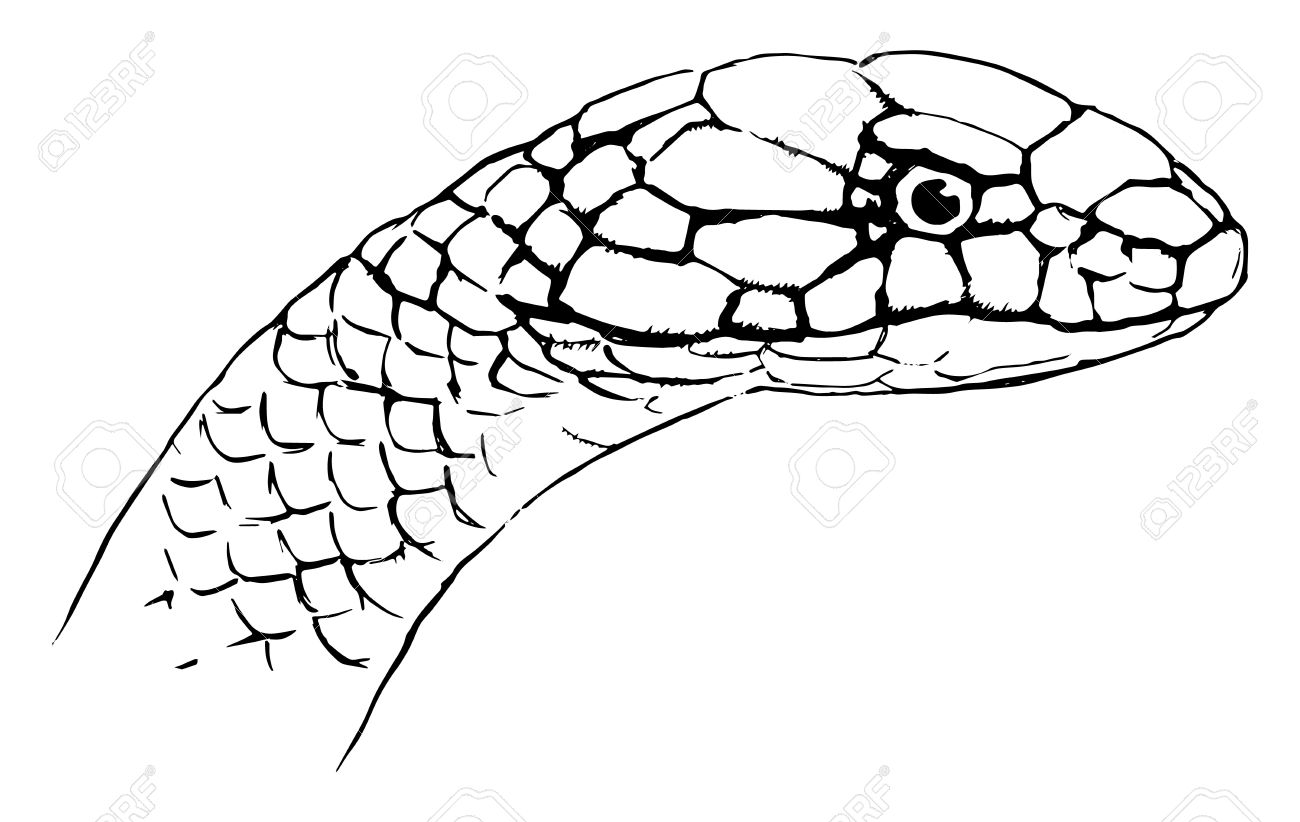 Змея чешуя