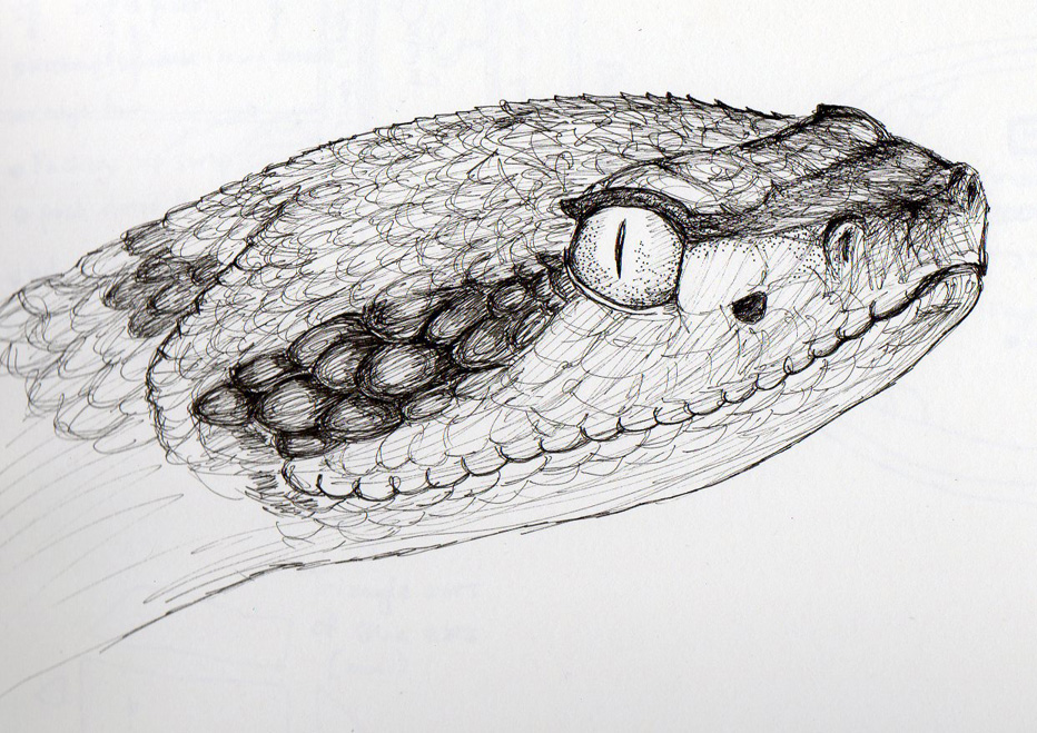 Hiss Hiss Rattle Squishythings - Rattlesnake Head Drawing. 