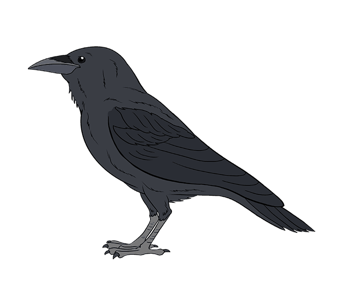 678x600 How To Draw A Raven Step - Raven Bird Drawing
