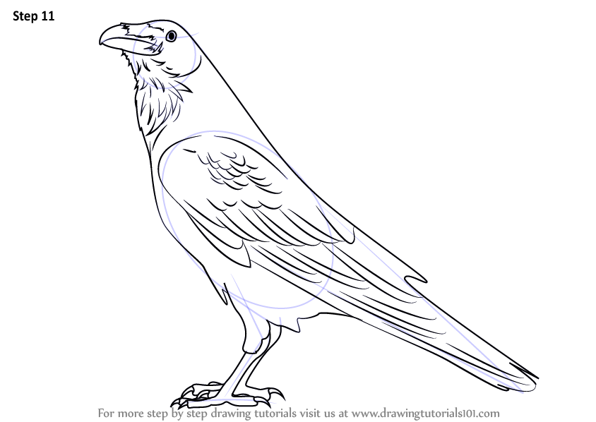 844x598 Learn How To Draw A Raven - Raven Bird Drawing